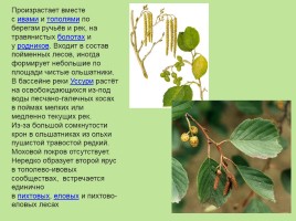 Растительный мир Красноярского края «Деревья», слайд 72