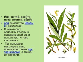 Растительный мир Красноярского края «Деревья», слайд 86