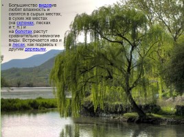 Растительный мир Красноярского края «Деревья», слайд 87