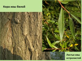 Растительный мир Красноярского края «Деревья», слайд 89