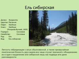 Растительный мир Красноярского края «Деревья», слайд 9