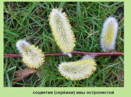 Растительный мир Красноярского края «Деревья», слайд 90