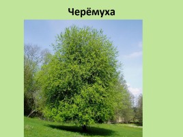 Растительный мир Красноярского края «Деревья», слайд 97