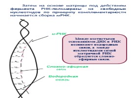 Биосинтез белка, слайд 19