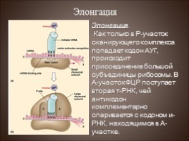 Биосинтез белка - Трансляция, слайд 11