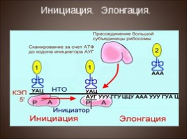 Биосинтез белка - Трансляция, слайд 12