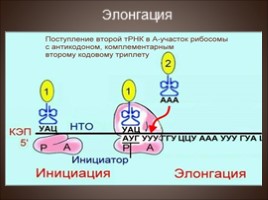 Биосинтез белка - Трансляция, слайд 13