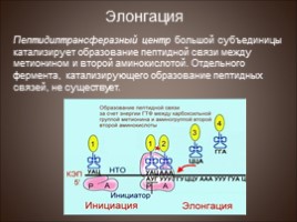 Биосинтез белка - Трансляция, слайд 14