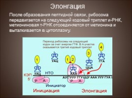 Биосинтез белка - Трансляция, слайд 15