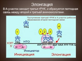 Биосинтез белка - Трансляция, слайд 16
