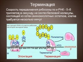 Биосинтез белка - Трансляция, слайд 17