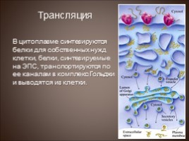 Биосинтез белка - Трансляция, слайд 3