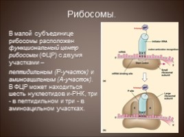 Биосинтез белка - Трансляция, слайд 8