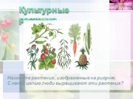 Ботаника - наука о растениях, слайд 12