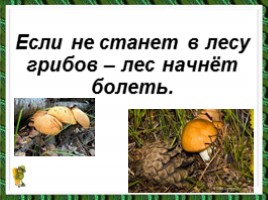 Окружающий мир «В царстве грибов», слайд 14
