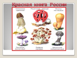 Окружающий мир «В царстве грибов - Как собирать грибы», слайд 10