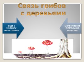 Окружающий мир «В царстве грибов - Как собирать грибы», слайд 8