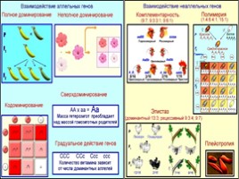 Взаимодействие аллельных и неаллельных генов, слайд 21