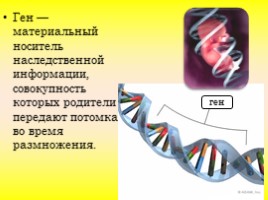 Взаимодействие аллельных и неаллельных генов, слайд 3