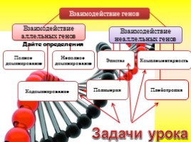 Взаимодействие аллельных и неаллельных генов, слайд 4