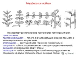 Лабораторная работа «Видоизменения побегов», слайд 5