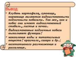 Урок-исследование «Видоизмененные подземные побеги», слайд 21