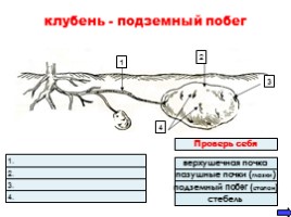 Урок-исследование «Видоизмененные подземные побеги», слайд 7