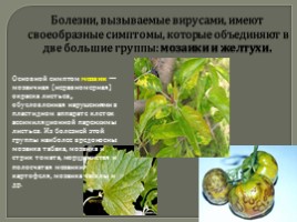 Вирусные заболевания растений, слайд 4