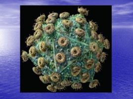 Вирусы – неклеточные формы жизни, слайд 10