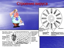 Вирусы – неклеточные формы жизни, слайд 5