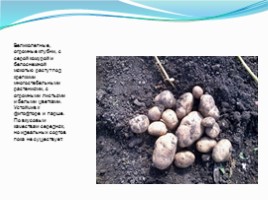 Внедрение в приусадебное хозяйство высокоурожайных перспективных сортов, устойчивых к болезням, слайд 14