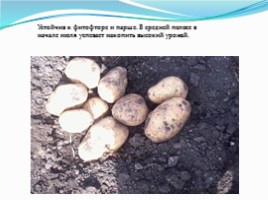 Внедрение в приусадебное хозяйство высокоурожайных перспективных сортов, устойчивых к болезням, слайд 16