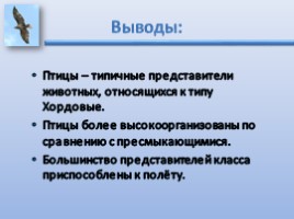 Внутреннее строение птиц, слайд 14