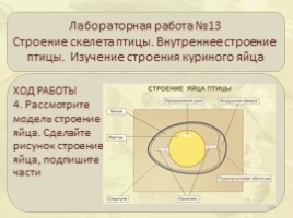 Внутреннее строение птиц: пищеварительная, дыхательная, кровеносная, нервная, выделительная системы, слайд 17