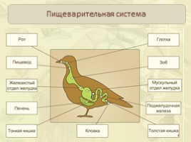 Внутреннее строение птиц: пищеварительная, дыхательная, кровеносная, нервная, выделительная системы, слайд 3