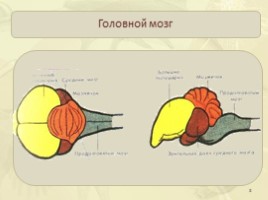 Внутреннее строение птиц: пищеварительная, дыхательная, кровеносная, нервная, выделительная системы, слайд 8