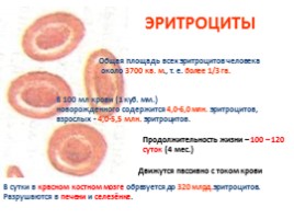 Внутренняя среда организма, слайд 12