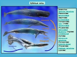 Водные млекопитающие, слайд 22