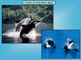 Водные млекопитающие, слайд 27