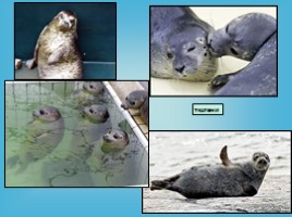 Водные млекопитающие, слайд 34