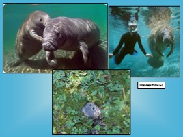 Водные млекопитающие, слайд 40