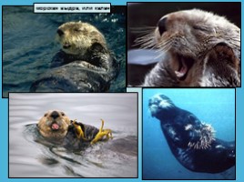 Водные млекопитающие, слайд 43