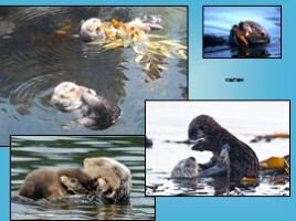 Водные млекопитающие, слайд 45