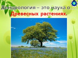 Игра-сказка рассчитана на учеников 5-6 классов «Волшебное дерево», слайд 13