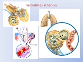 Газообмен в лёгких и тканях: перенос газов эритроцитами и плазмой крови, слайд 4