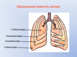 Газообмен в лёгких и тканях: перенос газов эритроцитами и плазмой крови, слайд 9