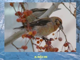 Где зимуют птицы?, слайд 15