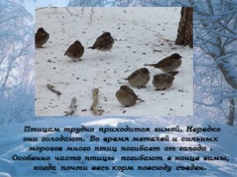 Где зимуют птицы?, слайд 16