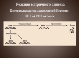 Генетический код - Транскрипция, слайд 17