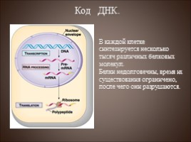 Генетический код - Транскрипция, слайд 2